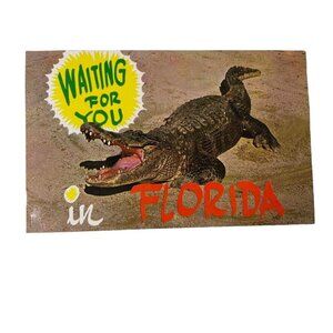 Vintage Postcard Florida Alligator Postcard Plasticchrome 1960s u